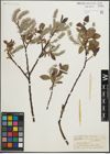 Foto von Salix laurina Sm.